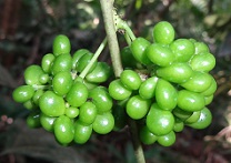 Fruits of Stephania capitata photo